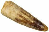 Fossil Spinosaurus Tooth - Real Dinosaur Tooth #301280-1